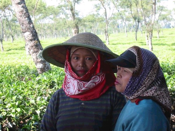 Indonesie Thee plukken vrouwen Balie Indonesie Theevrouwen Balie