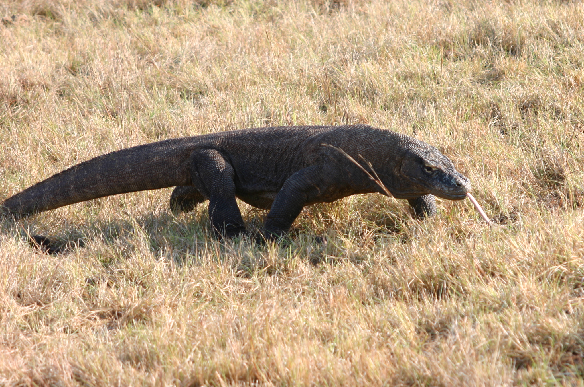 Komodo varaan Komodo varaan
